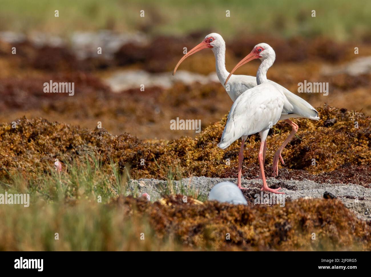 Zwei weiße Ibis mit orangefarbenem Schnabel an einem felsigen Strand, umgeben von Sargassum-Algen, an einem hellen, sonnigen Nachmittag im Sian Kaan Nationalpark in der Nähe von Tulum Stockfoto