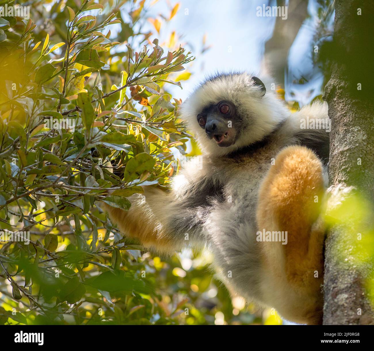 Der vom Aussterben bedrohte Diademed Sifaka (Propithecus diadema) ernährt sich im Vordach des Naturreservats Anamazaotra auf Madagaskar. Stockfoto