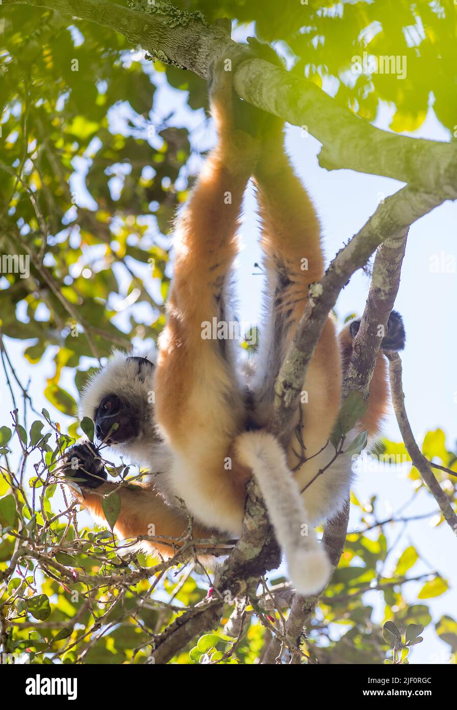 Der vom Aussterben bedrohte Diademed Sifaka (Propithecus diadema) ernährt sich im Vordach des Naturreservats Anamazaotra auf Madagaskar. Stockfoto