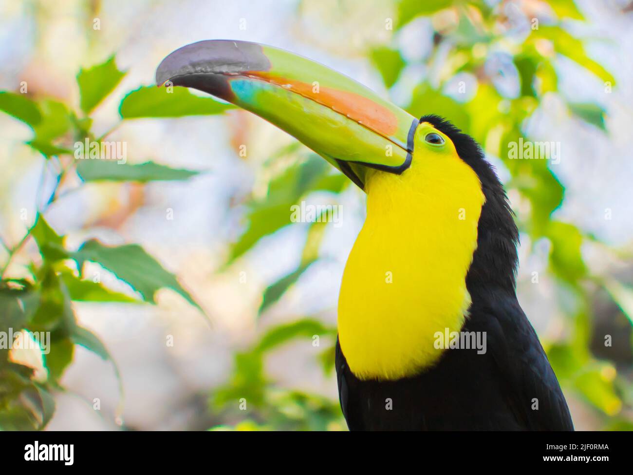 Tropischer Tukan mit bunten Federn im tropischen Dschungel von Tulum während der goldenen Stunde mit verschwommenem Hintergrund Stockfoto