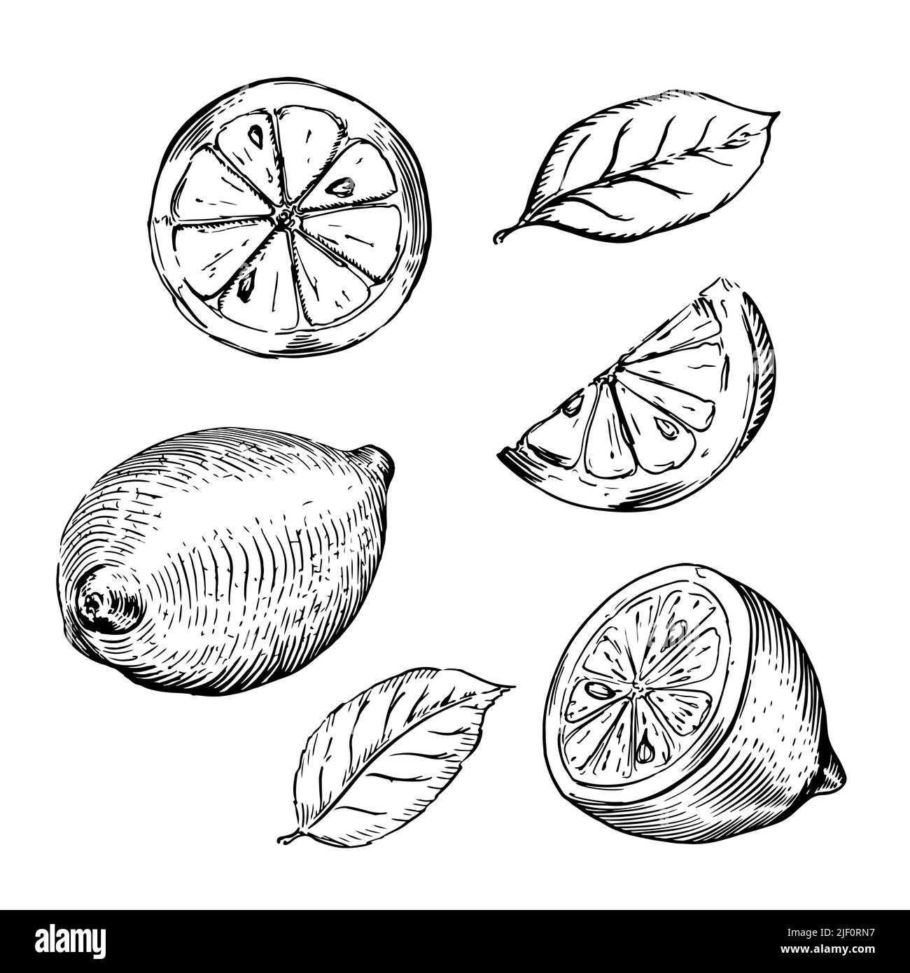 Set aus Zitronen-Skizzen, geschnittenen Zitronen und Zitronenblättern in klassischem Gravurstil auf Weiß Stock Vektor