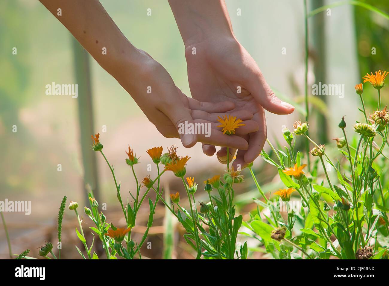 Wunderschöner Pot Ringelblume. Nahaufnahme der bunten Topf Ringelblume Blume.Gelbe Blume gegen grüne Blätter.Gelbe Topf Ringelblume Blume.schöne Calendula Flo Stockfoto