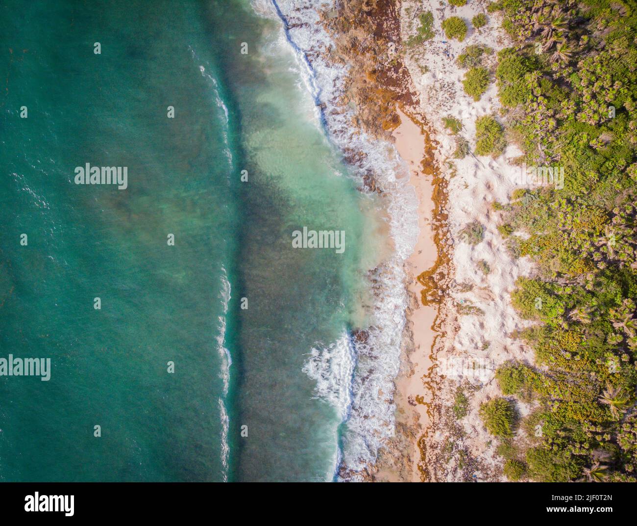Drone Draufsicht auf den wilden Strand mit Sargassum Algen zwischen dem Karibischen Meer und dem grünen tropischen Dschungel im Sian Kaan Nationalpark in der Nähe von Tulum Stockfoto
