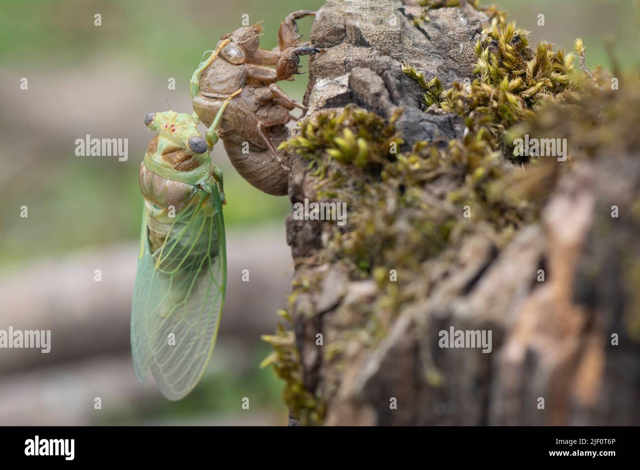 Makrobild einer neu entstandenen Zikade, Metamorphose einer Zikade im Frühling. Stockfoto