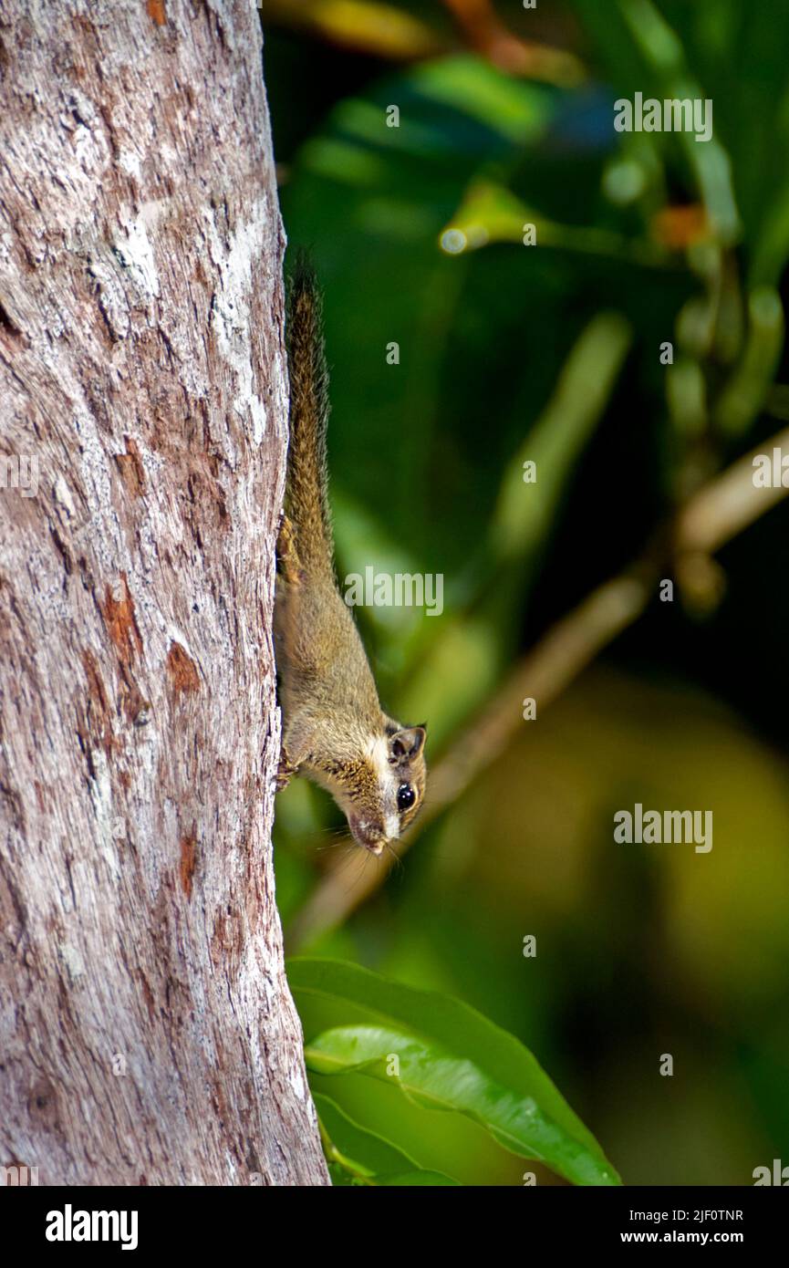 Schwarzohr-Zwerghörnchen (Nanoscirus melanotis) aus dem Tanjung Puting National Park, Kalimantan, Borneo, Indonesien. Stockfoto