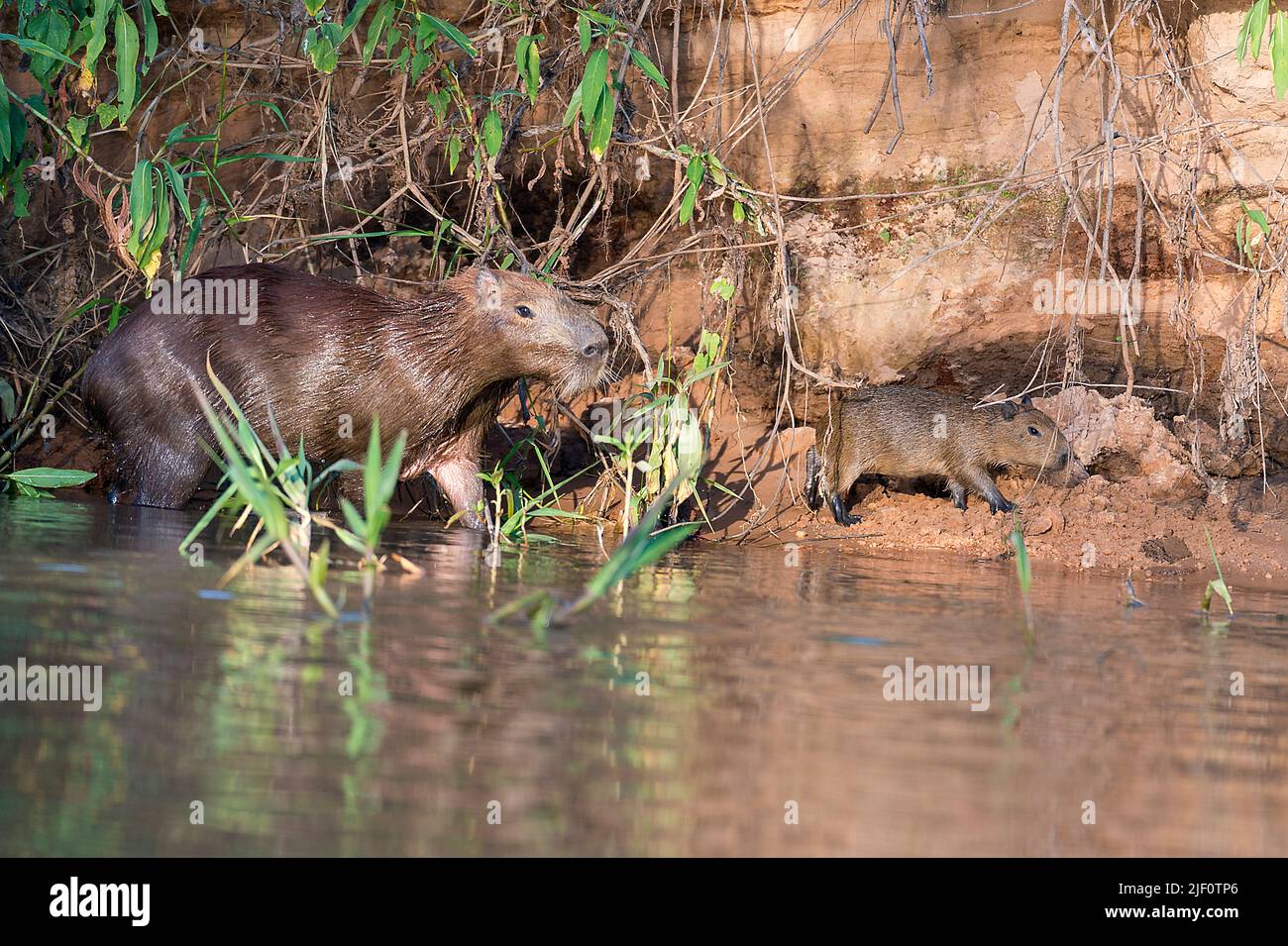 Mutter- und Jugendcapybara (Hydrochoeris hydrochaeris) am Ufer des Flusses Cuiaba, Pantanal, Brasilien. Stockfoto