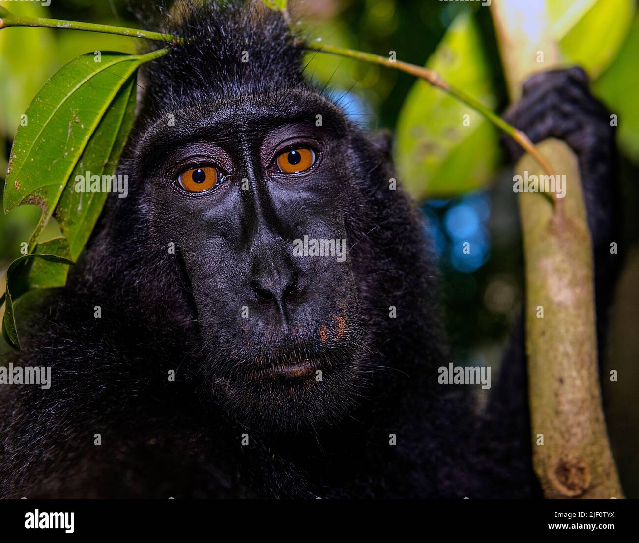 Porträt von Crested Black Macaques (Macaca nigra) im Tangkoko Nature Reserve, Nord-Sulawesi, Indonesien. Stockfoto