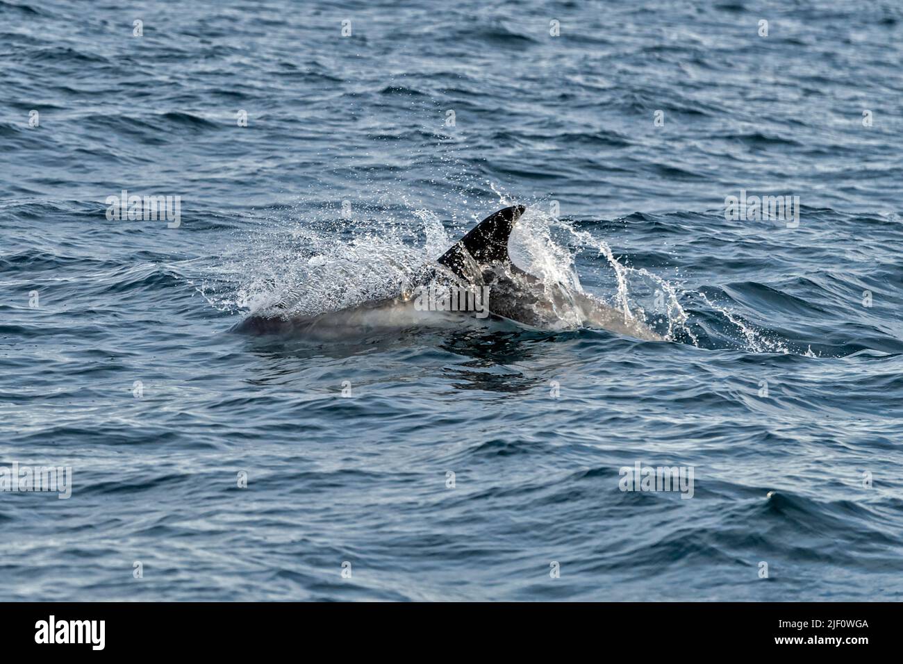 Der Weißrückendelfin (Lagenorhynchus albirostris) vor der Küste von Südspitzbergen, Svalbard, Norwegen, im August. Stockfoto