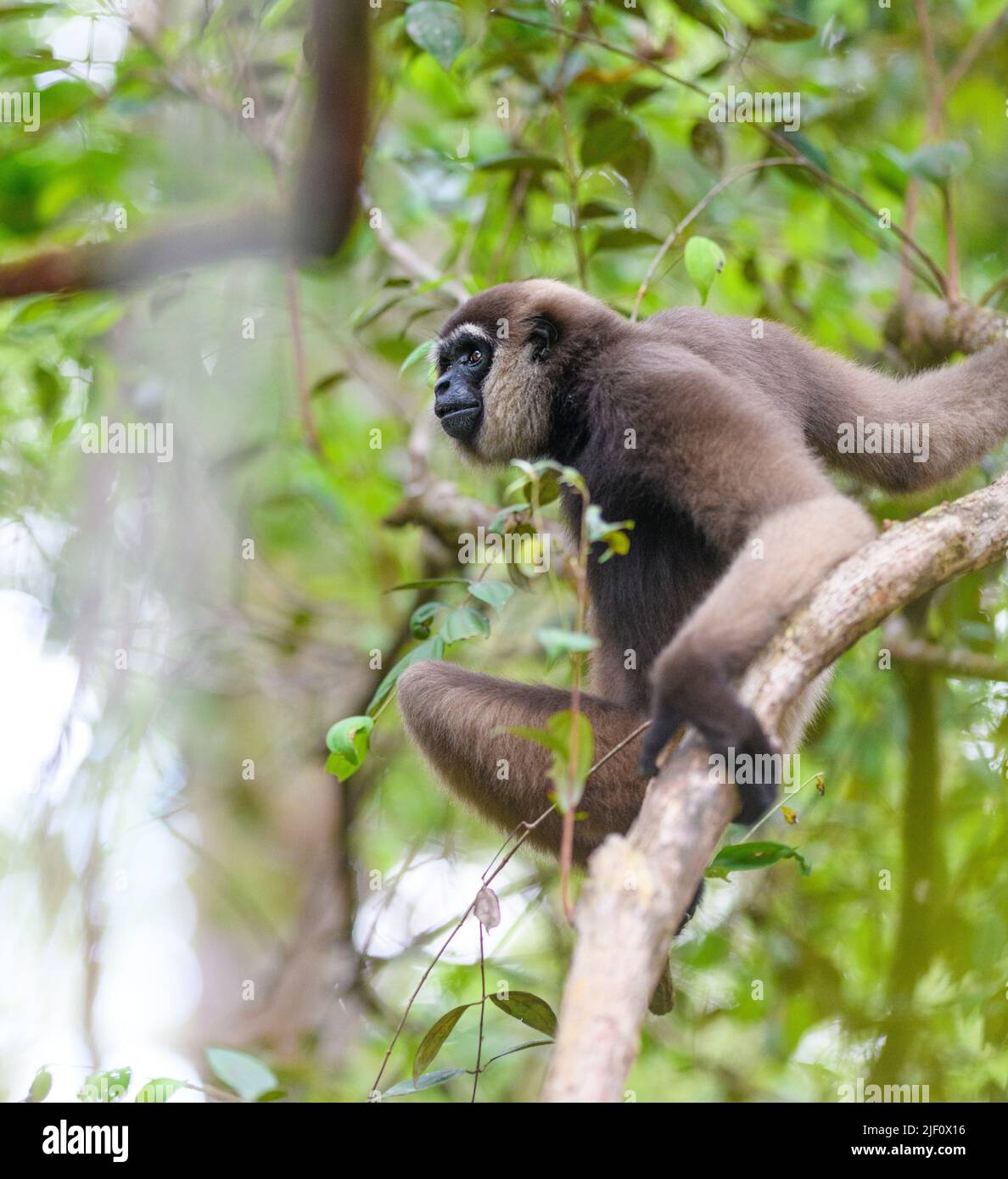 Bornean-Weißbärtiger Gibbon (Hylobates albibarbis) aus dem Tanjung Puting National Park, Kalimantan, Borneo. Stockfoto