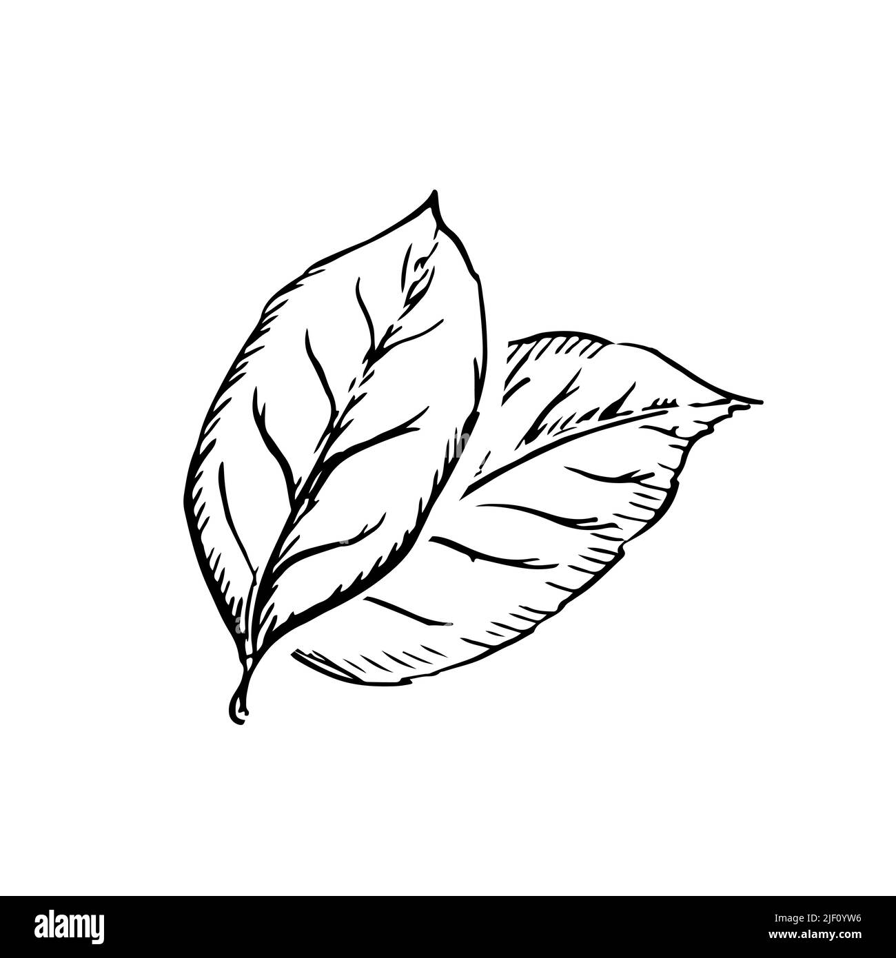 Paar Blätter in klassischem Gravurstil isoliert auf Weiß Stock Vektor