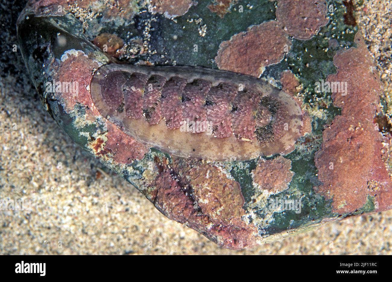 Polyplacophoran mollusk (Stenoplax sp.) aus Puerto Rico, der karibik. Stockfoto