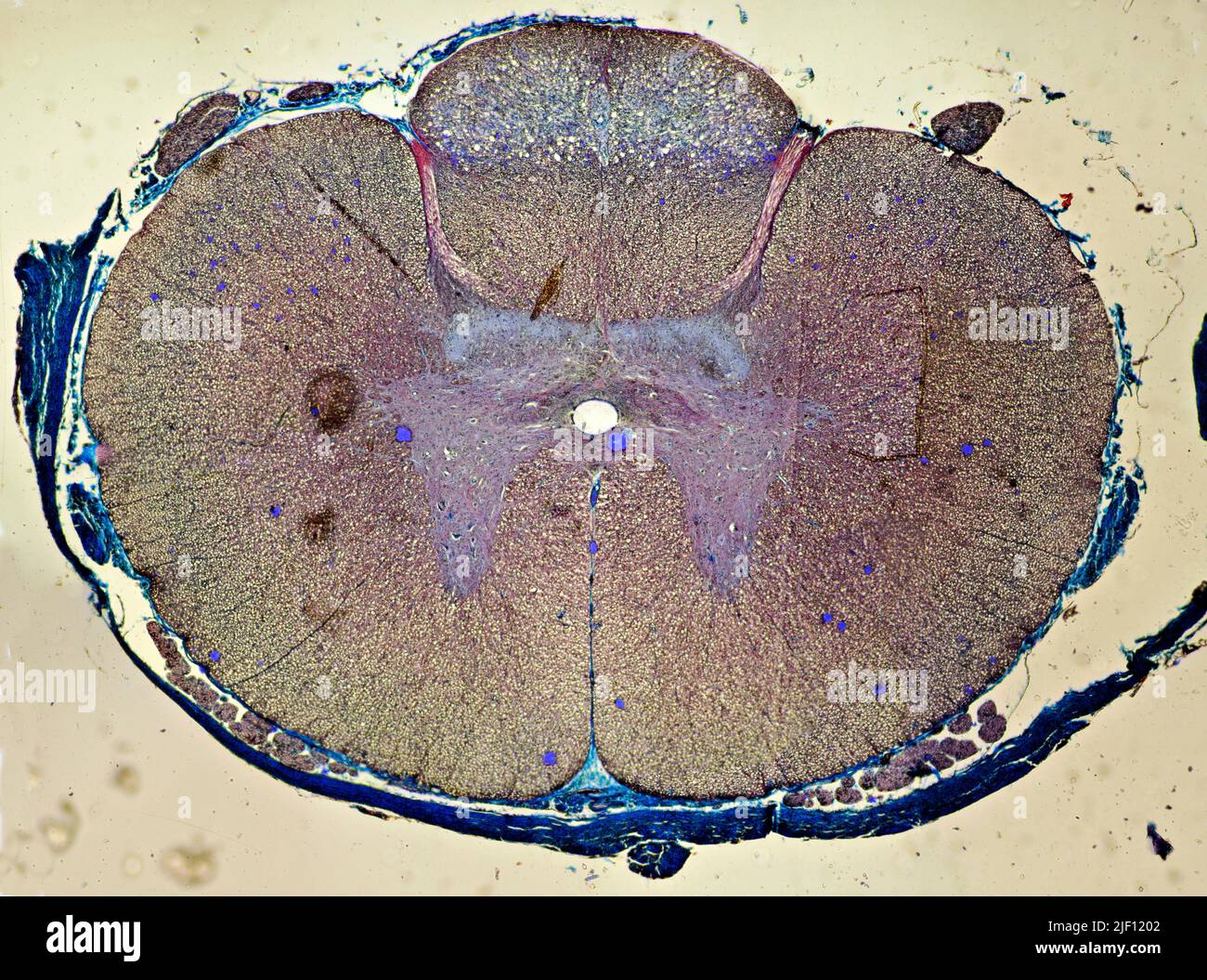Querschnitt durch das Rückenmark. Stockfoto