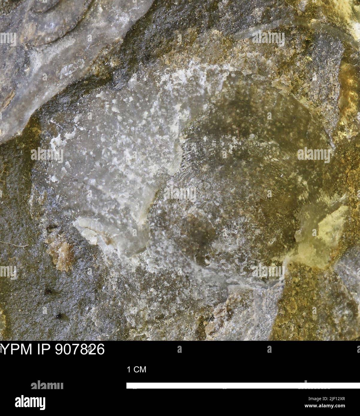 Oxytom hypoxytom animalia Fotos und Bildmaterial in hoher Auflösung