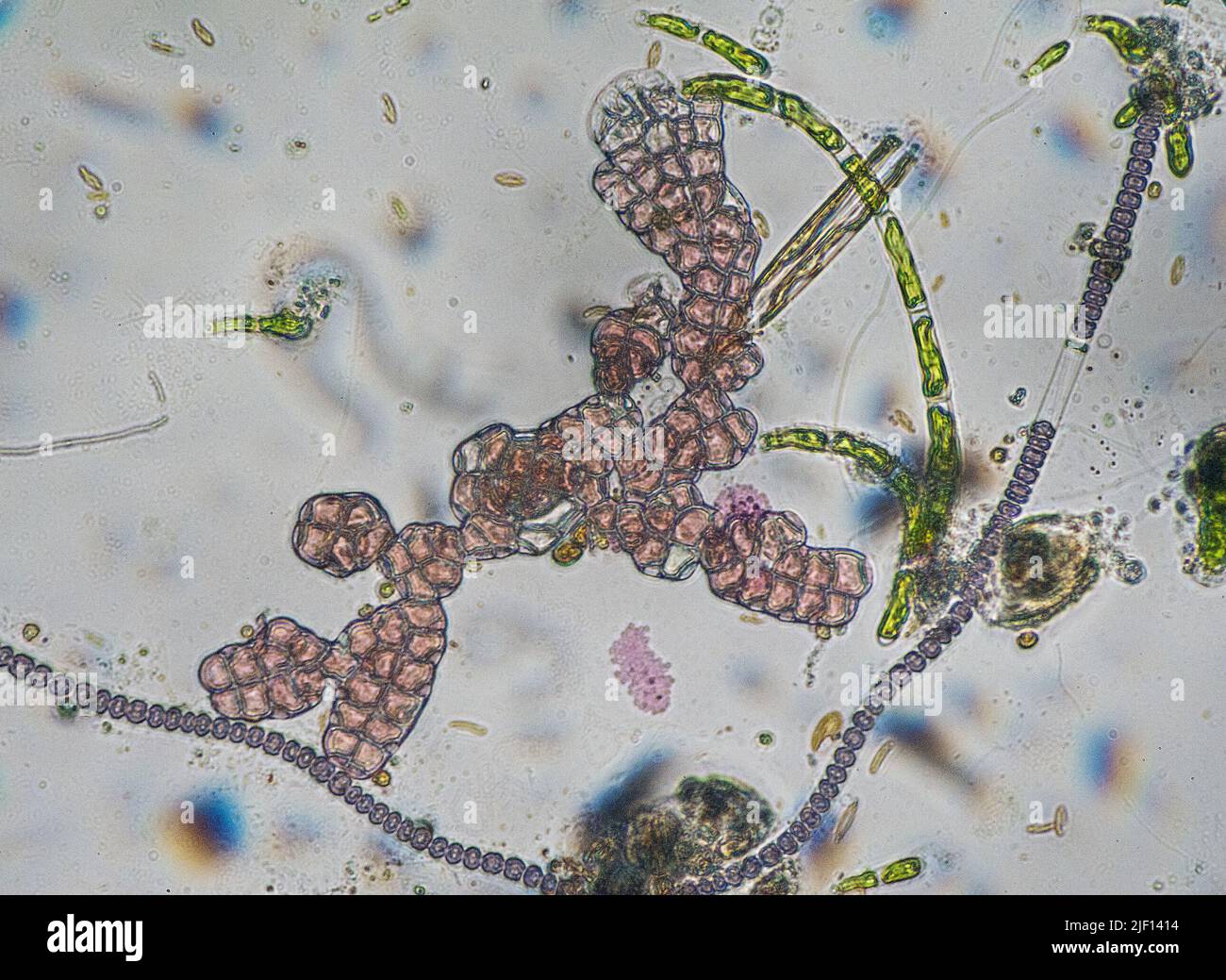 Wachstum von roten Kalkalgen, winzigen grünen Algen, Kieselalgen und blau-grünen Bakterien, wie sie durch ein Mikroskop gesehen werden. Das FOV beträgt ca. 0,3 x 0,2 mm. Stockfoto