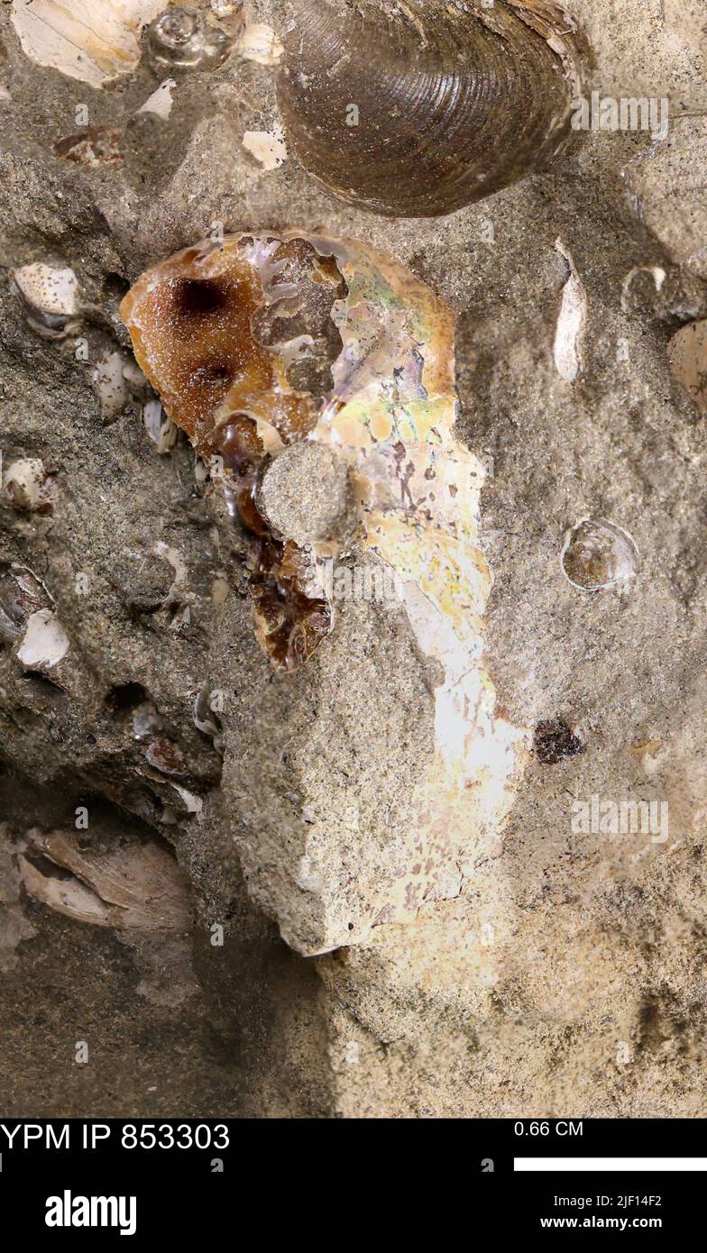 Scaphitidae. Stockfoto