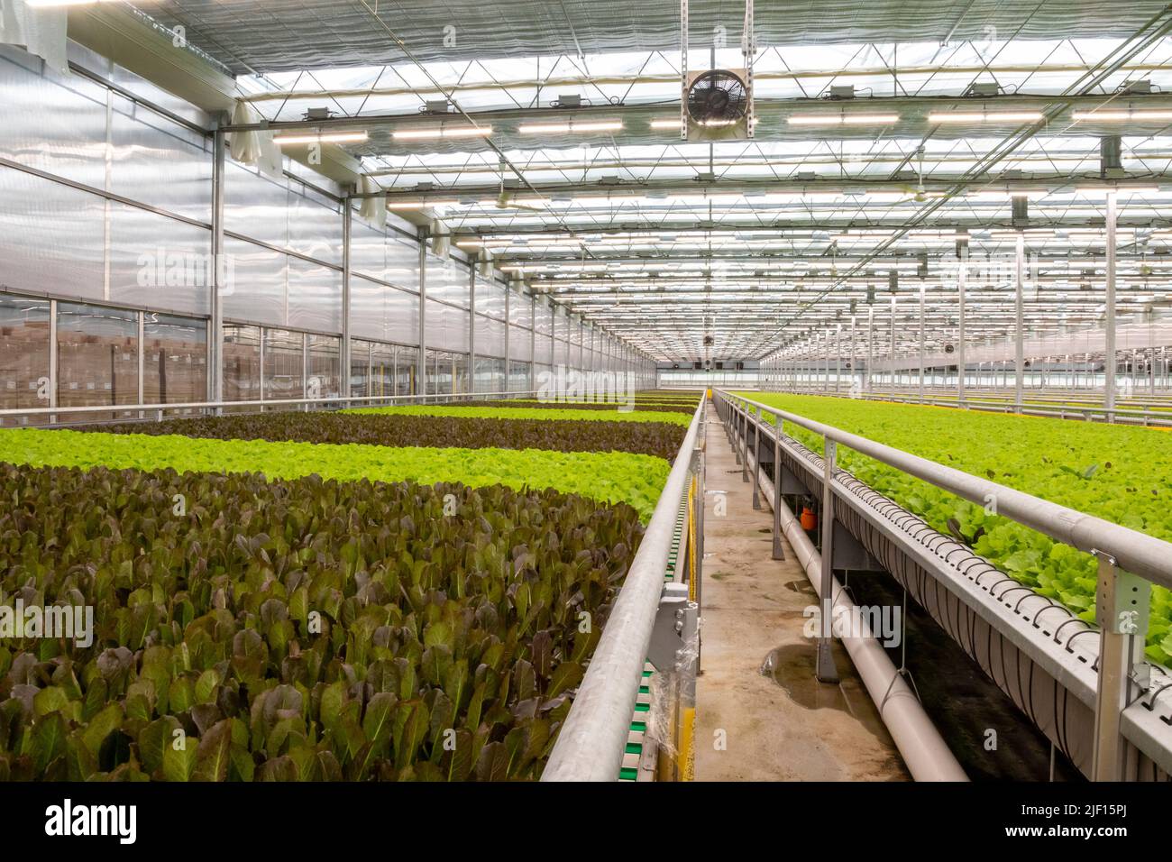 Caledonia, Michigan - Revolution Farms, eine hydroponische Farm, die Salat in einem riesigen Gewächshaus für große Supermarktketten anbaut. Die Farm hat eine hohe Stockfoto