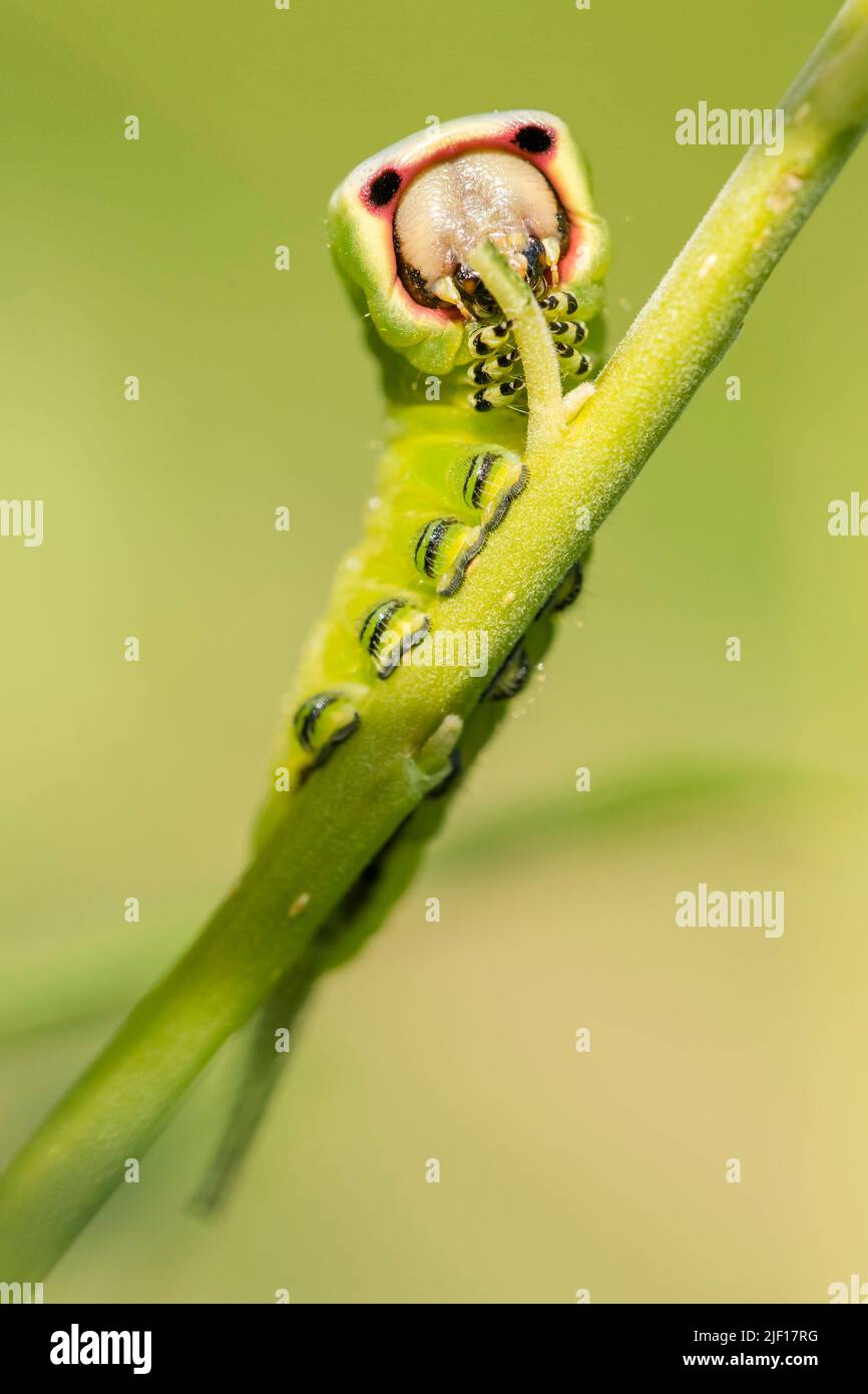 Die Raupe der Puss Moth (Cerura vinula) frisst Blatt von Weidenbaum Stockfoto