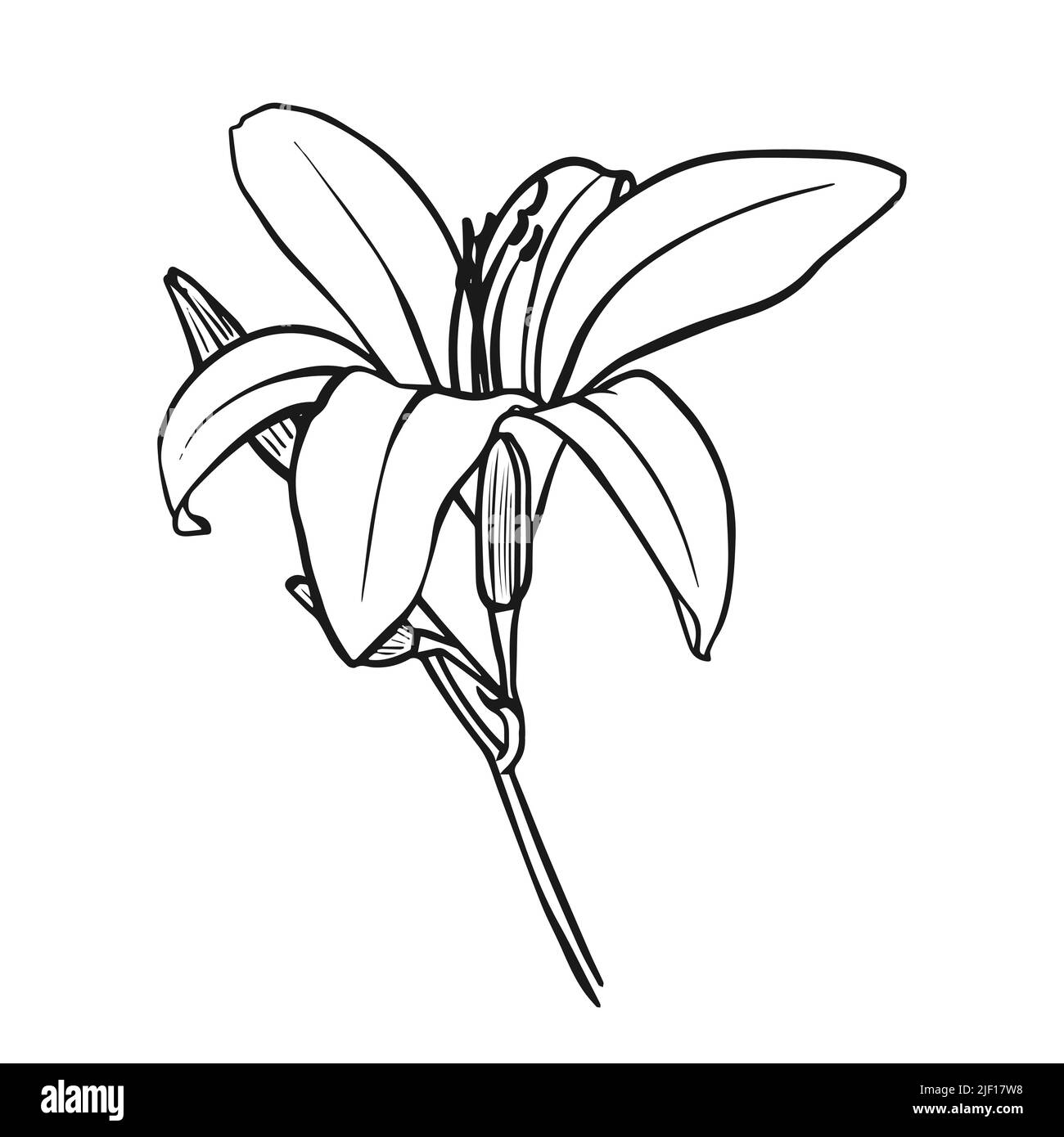 Vektordarstellung einer Lilie. Doodle-Stil. Geeignet für Design, Druck, Dekoration, Textilien, Papier und Farbstoffe. Stock Vektor