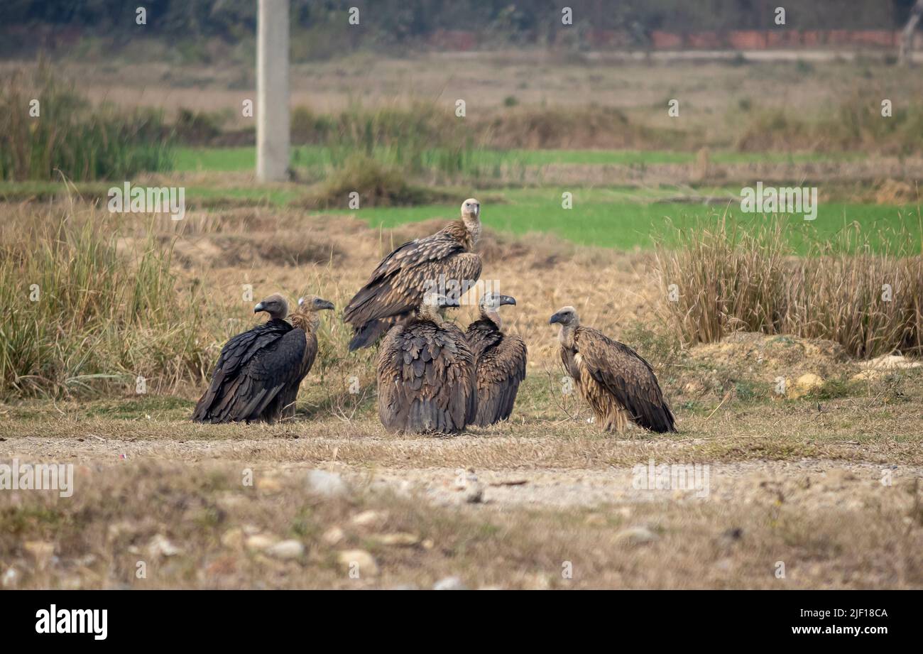 Vom Aussterben bedrohte Gruppe indischer Geier. Stockfoto