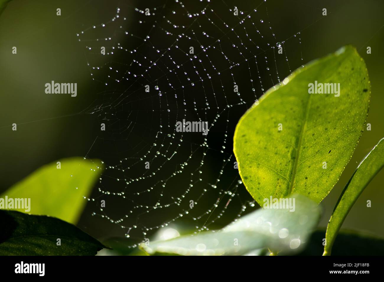 Am Morgen tropft Wasser auf das Spinnennetz mit leuchtendem Sonnenlicht. Stockfoto