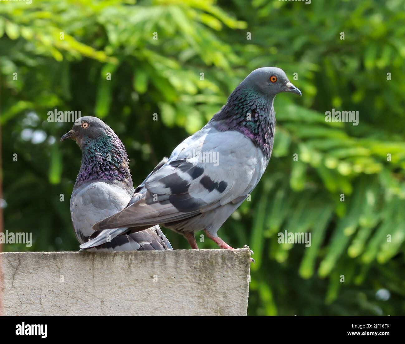 Zwei Tauben befinden sich auf den gegenüberliegenden Seiten auf grünem Hintergrund. Stockfoto