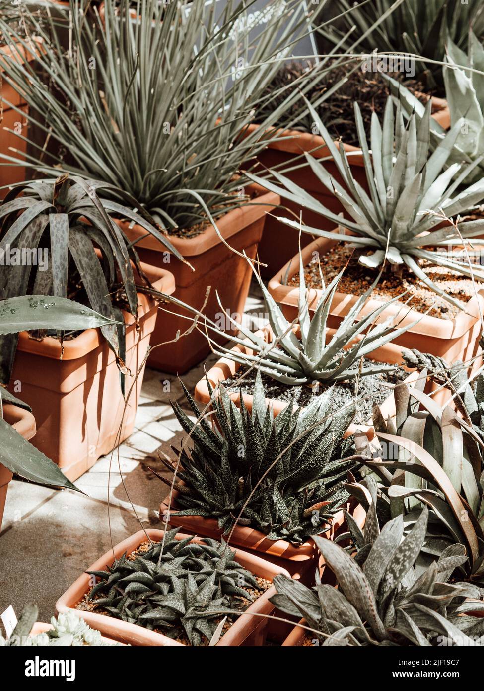 Sammlung von verschiedenen bunten Sukulenten an sonnigen Tagen. Sukkulent Garten in Töpfen. Stockfoto