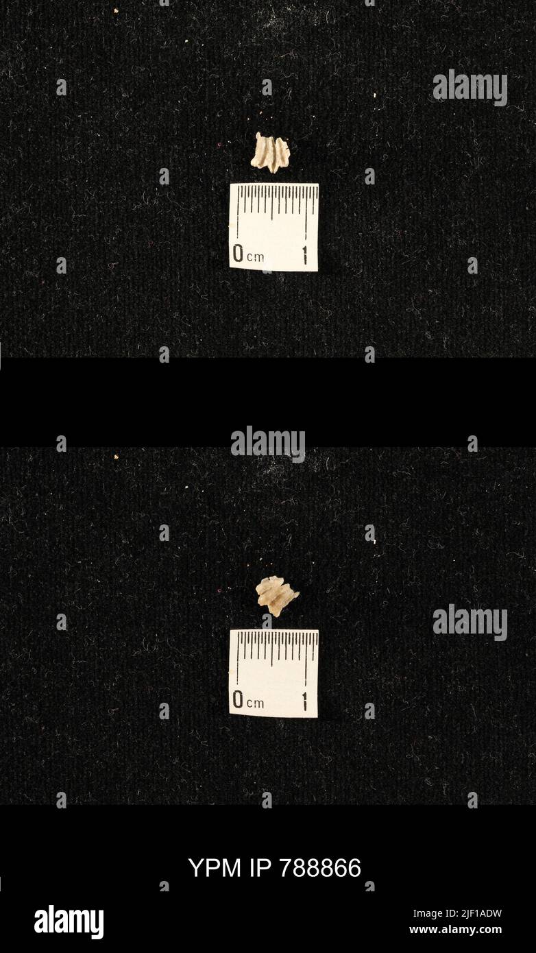 Brachiopoda. Stockfoto