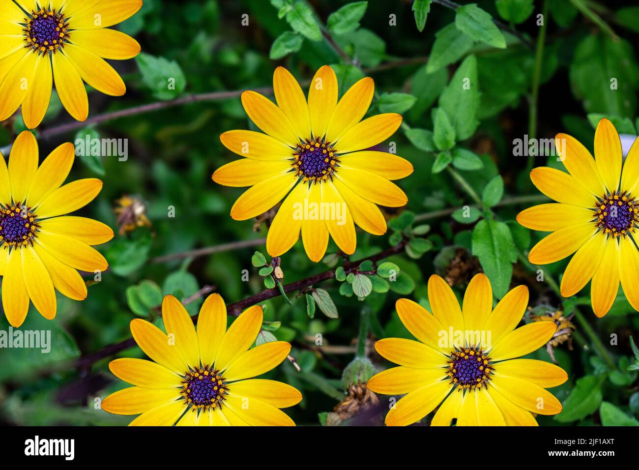 Die Blütenköpfe von Osteospermum Erato, Osteospermum Cape Daisy, Serenity Blue Eyed Beauty, gelbe Blütenblätter mit blau/lila Zentrum ‘Augen’. Stockfoto