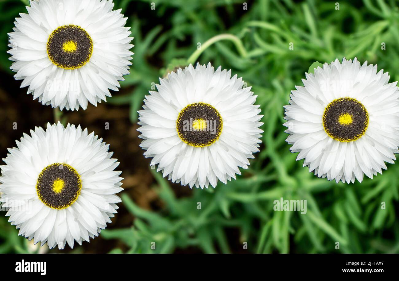 Die Blütenköpfe des Helipterum pierrot eine Gänseblümchenähnliche Blume mit einem Zentrum aus schwarzen und gelben Kreisen, umgeben von kleinen weißen Blütenblättern. Stockfoto