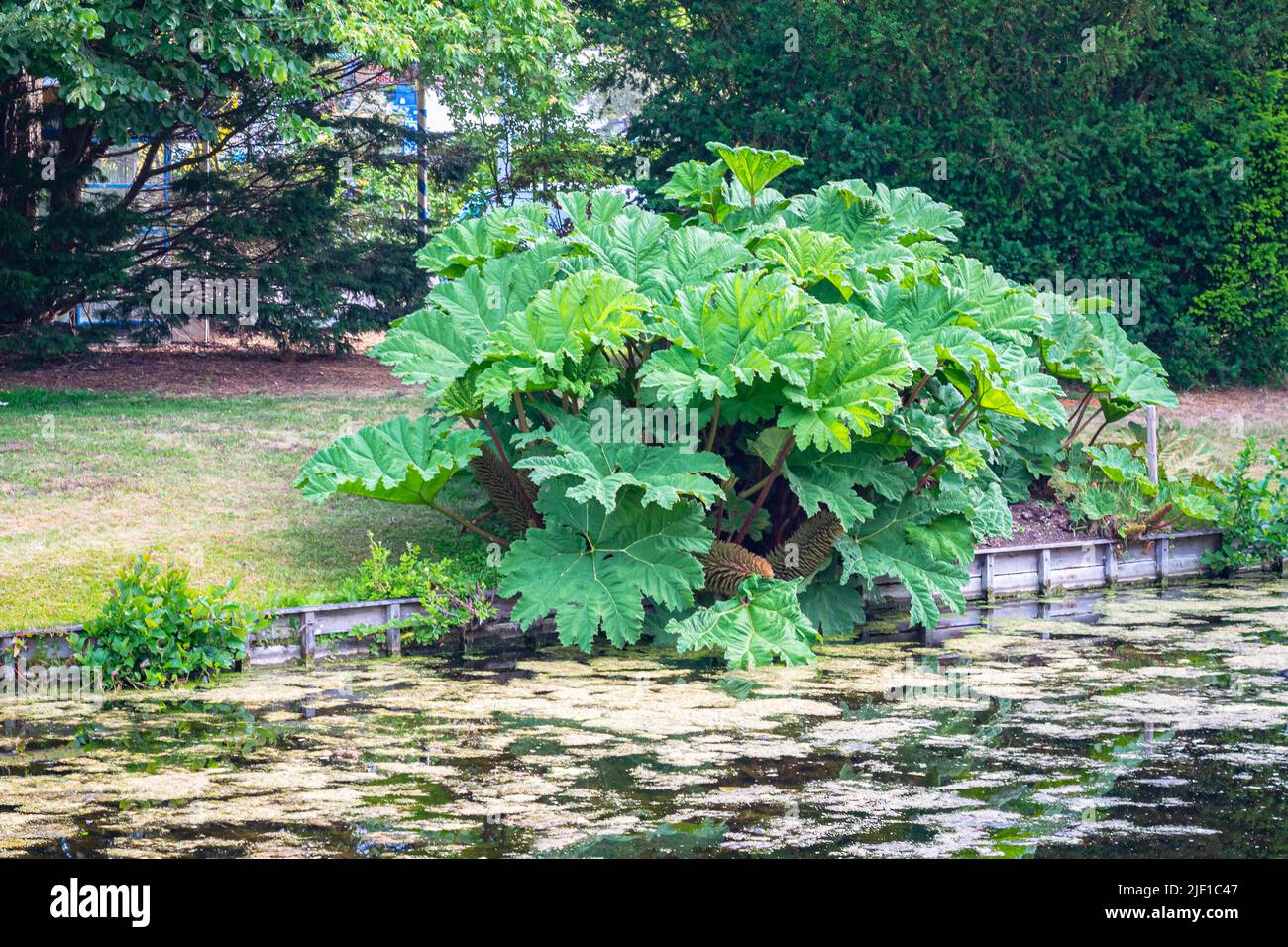 Dekorativer Strauch mit großen Blättern entlang der Uferpromenade. Der Name ist Gunnera manicata, auch bekannt als Giant Rhabarb. Stockfoto
