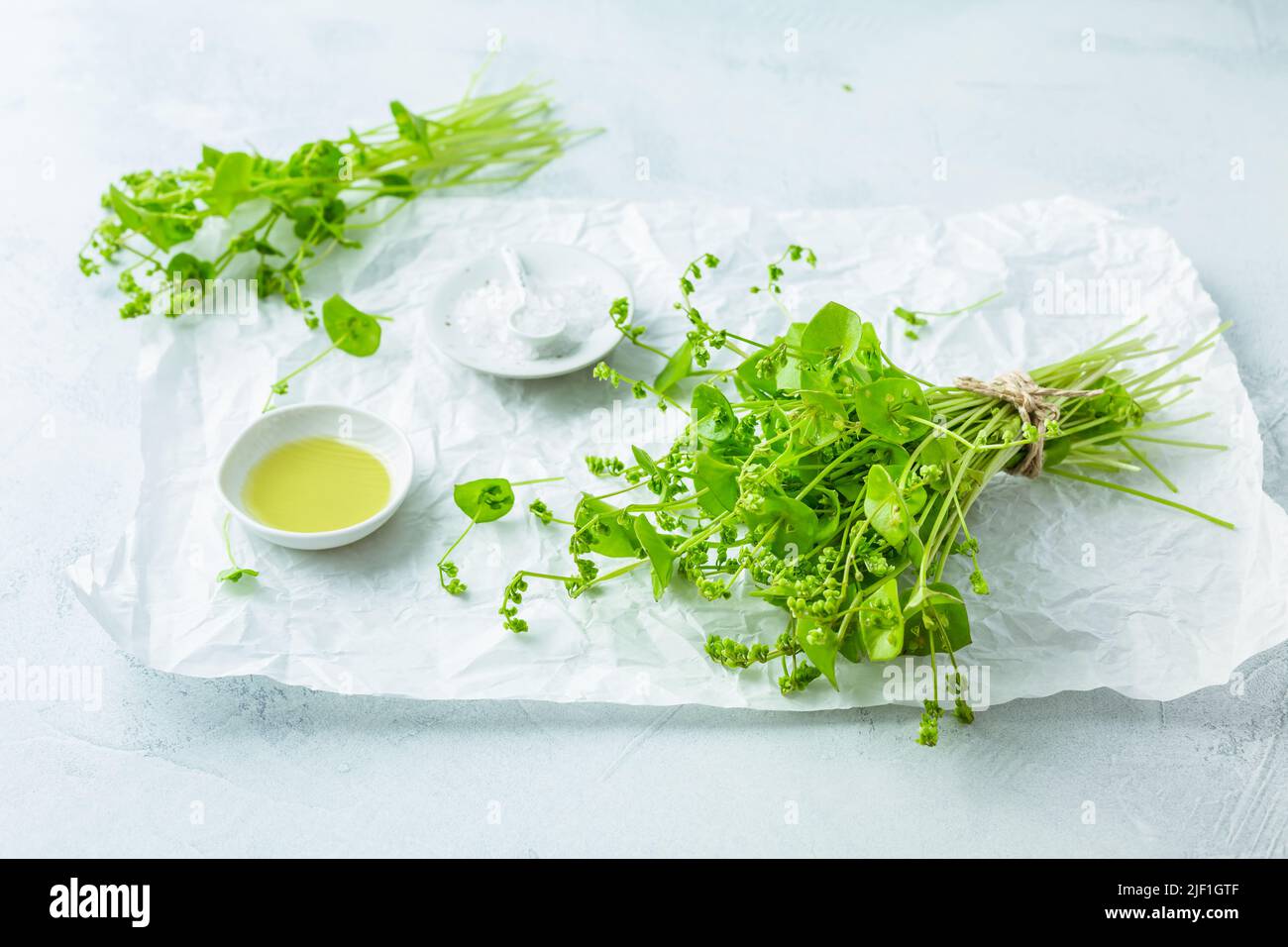 Winterpursloan, indischer Salat, gesundes grünes Gemüse für rohe Salate und Kochen mit Olivenöl und Salz. Claytonia perfoliata Stockfoto