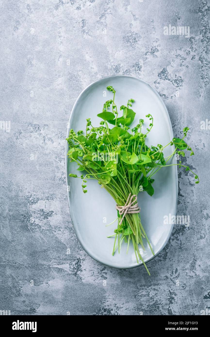 Winterpursloan, indischer Salat, gesundes grünes Gemüse für rohe Salate und Kochen. Claytonia perfoliata Stockfoto