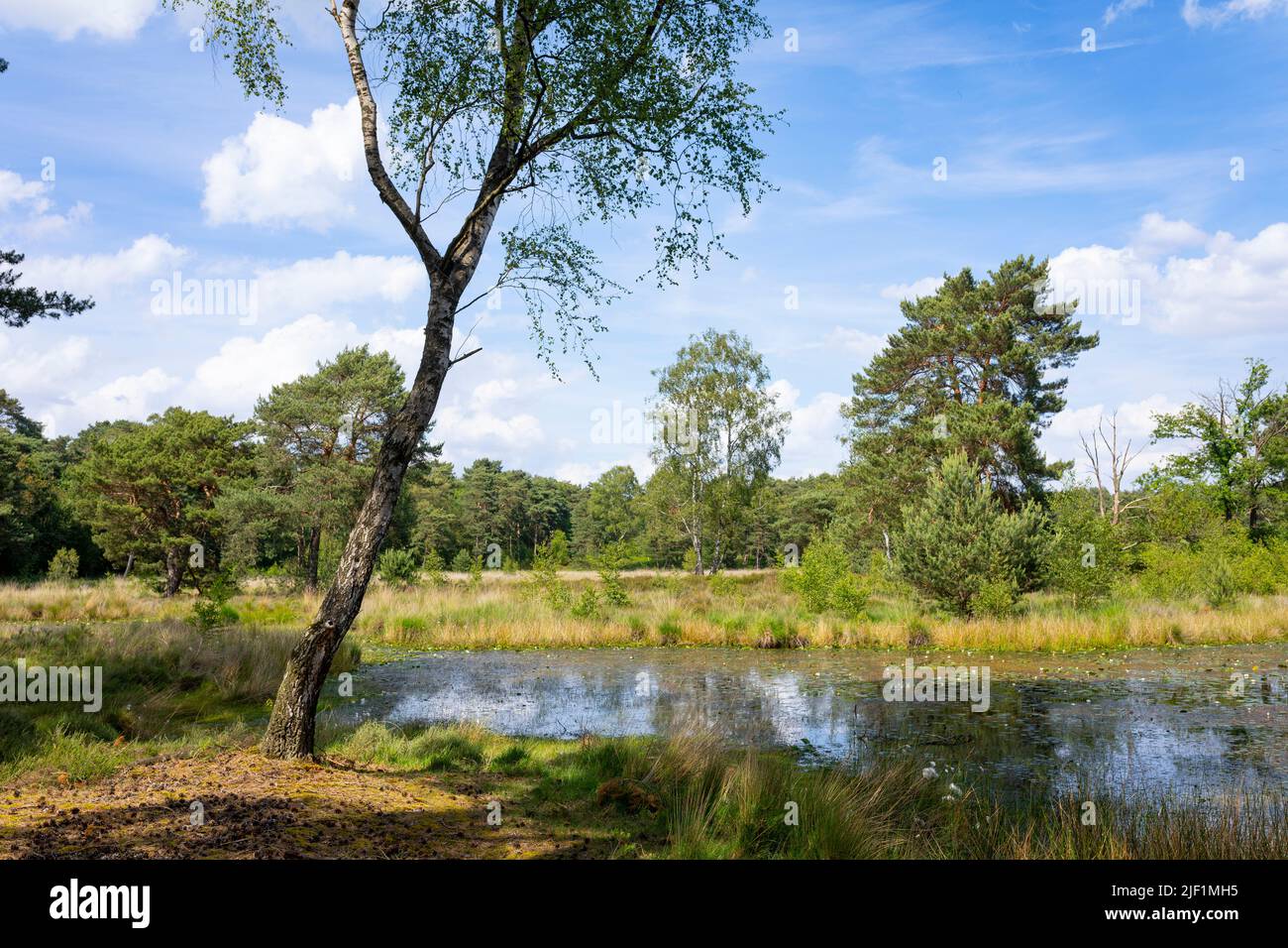 See im Nationalpark 'Maasduinen' in Noord-Limburg, Niederlande Stockfoto