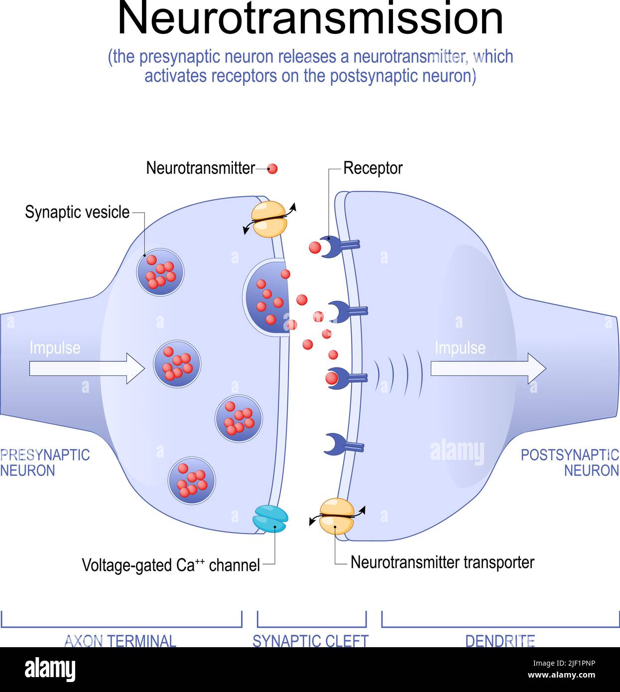 Neurotransmission. Das präsynaptische Neuron setzt einen Neurotransmitter frei, der Rezeptoren auf dem postsynaptischen Neuron aktiviert. Synapse-Struktur Stock Vektor