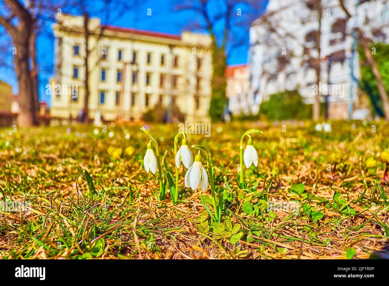 Schöne weiße Schneeglöckchen auf dem Gras von Denis Gadens in Brünn, Tschechien Stockfoto