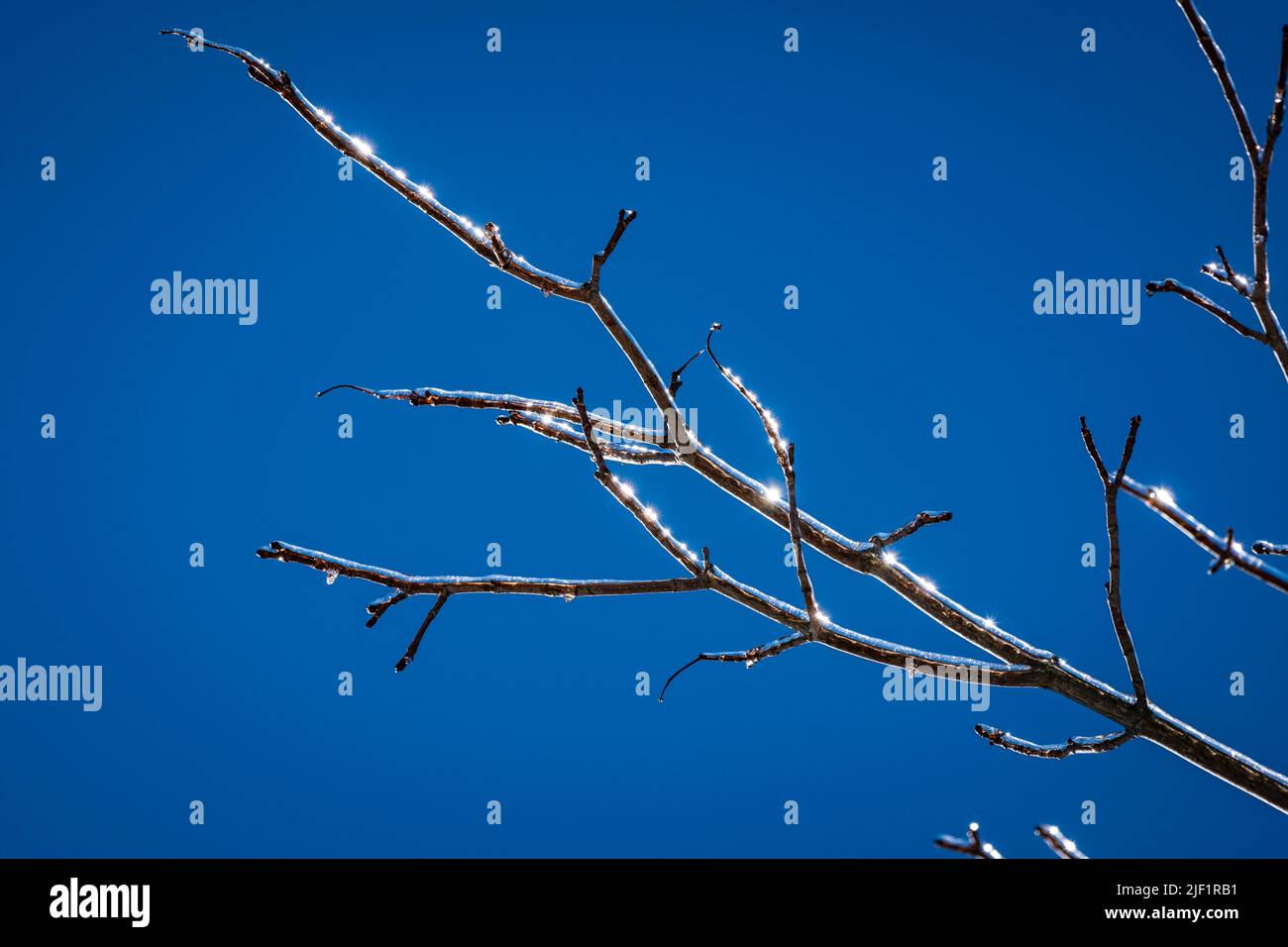 Eisschicht auf Ästen eines Baumes nach einem Wintersturm. Stockfoto