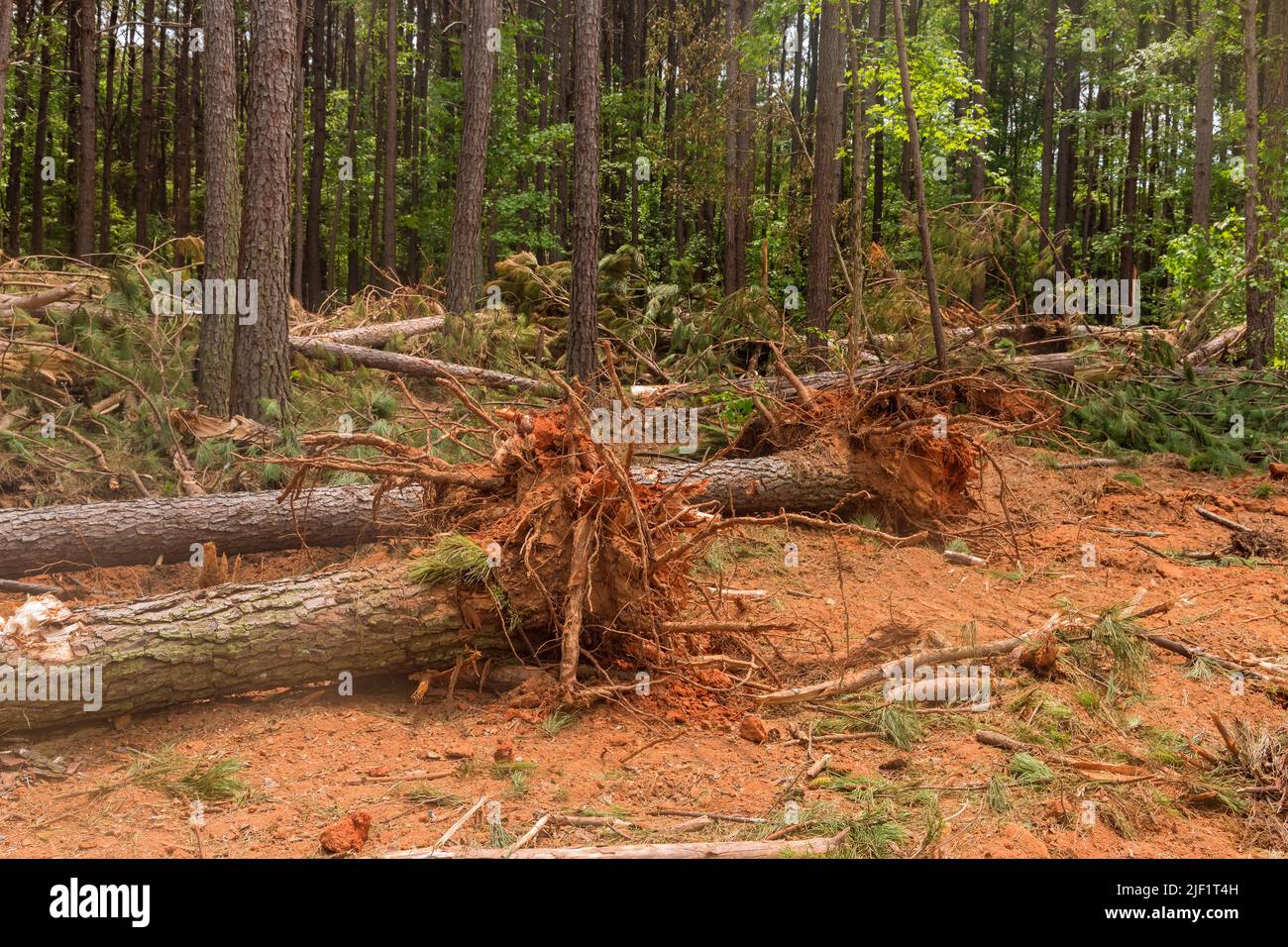 Eine Abholzung des Waldes wird verwendet, um das Land für einen neuen Wohnkomplex vorzubereiten, indem Baumstümpfe und Wurzeln entfernt werden, wenn der Wald gerodet wurde Stockfoto