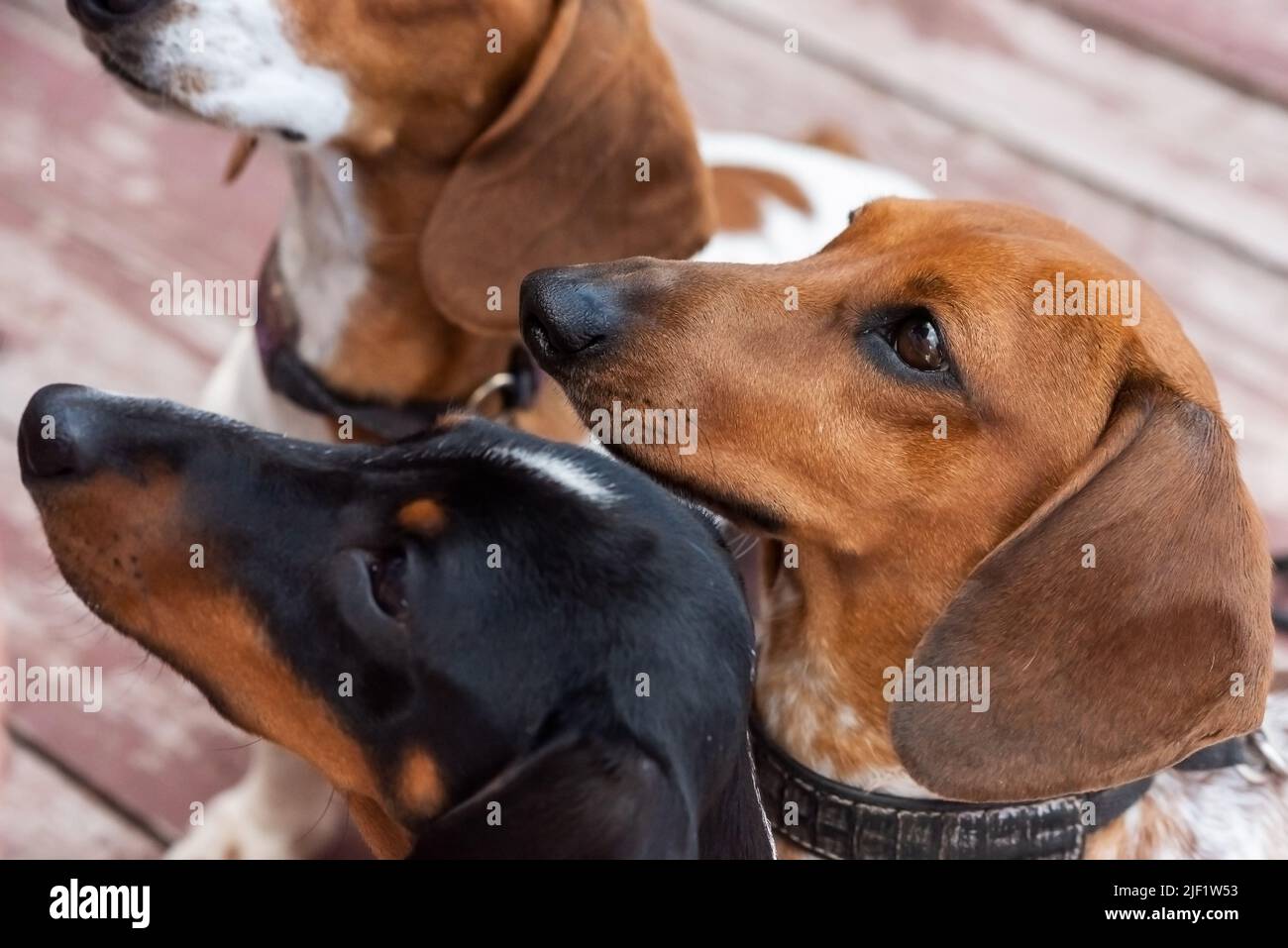 Drei Zwergdachshunde mit aufgespickten Gesichtern. Hochwertige Fotos Stockfoto