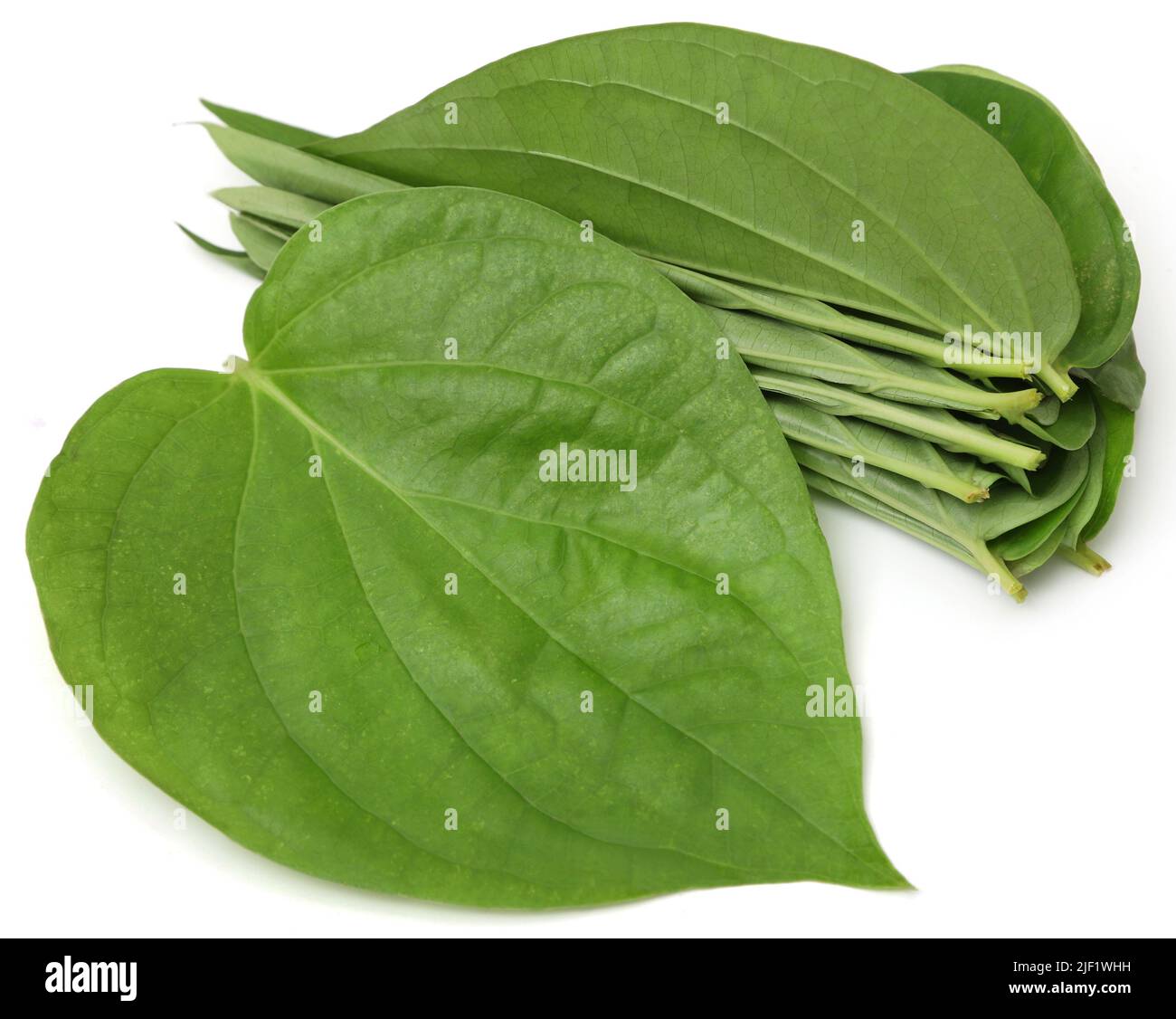 Essbare Betel-Blätter auf weißem Hintergrund Stockfoto