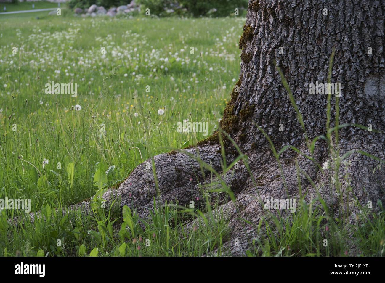 Eine Nahaufnahme eines alten Aschestamms mit Blick auf die Wurzeln in einem Park zwischen dem grünen Gras während der Sommersaison. Die raue Textur des großen dec Stockfoto