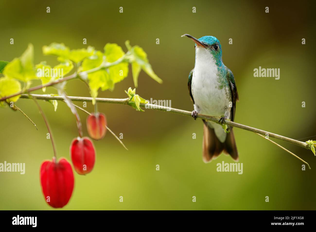 Andensmaragd - Uranomitra franciae Kolibri, grüner und weißer Vogel am Waldrand, Wald, Gärten und Gestrüpp in den Anden Kolumbiens, ECU Stockfoto