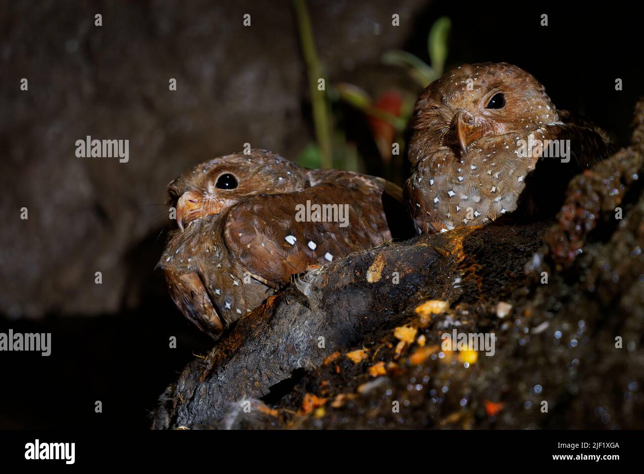 Ölvögel - Steatornis caripensis auch guacharo, ähnlich wie Nachtkrug, brütet in Kolonien in Höhlen, nächtliche Futterhäuschen an den Früchten der Ölpalme Stockfoto