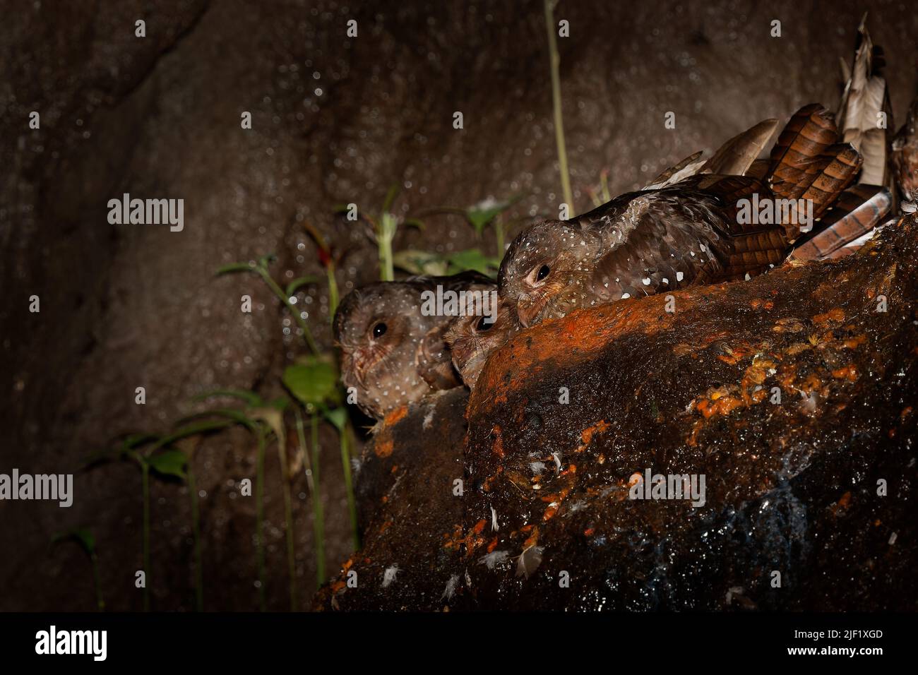Ölvögel - Steatornis caripensis auch guacharo, ähnlich wie Nachtkrug, brütet in Kolonien in Höhlen, nächtliche Futterhäuschen an den Früchten der Ölpalme Stockfoto