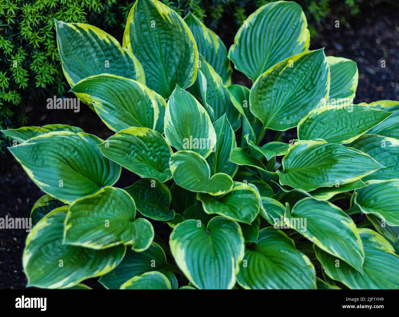Hosta Funkia, Kochelilien im Garten. Grüne Blätter in Nahaufnahme mit hellem Hintergrund. Selektiver Fokus, niemand Stockfoto