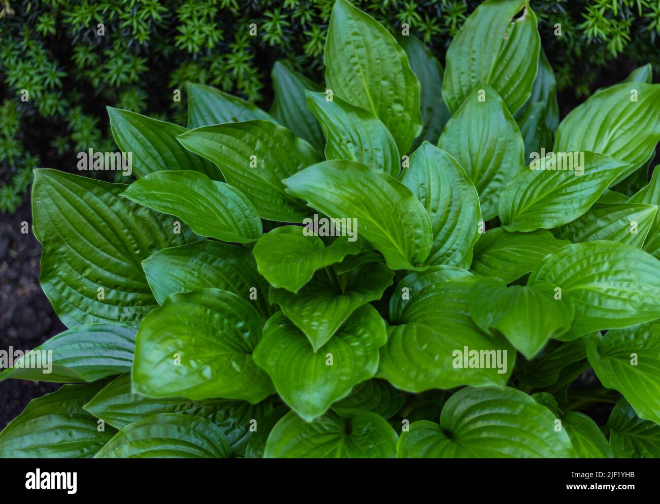 Hosta Funkia, Kochelilien im Garten. Nahaufnahme der grünen Blätter einer Pflanze Hosta. Selektiver Fokus, niemand Stockfoto