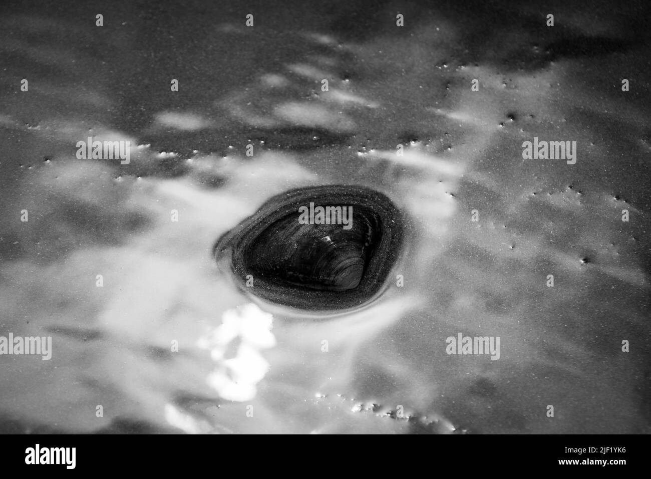 Muschel umgeben von Wasser an einem Sandstrand. Stockfoto