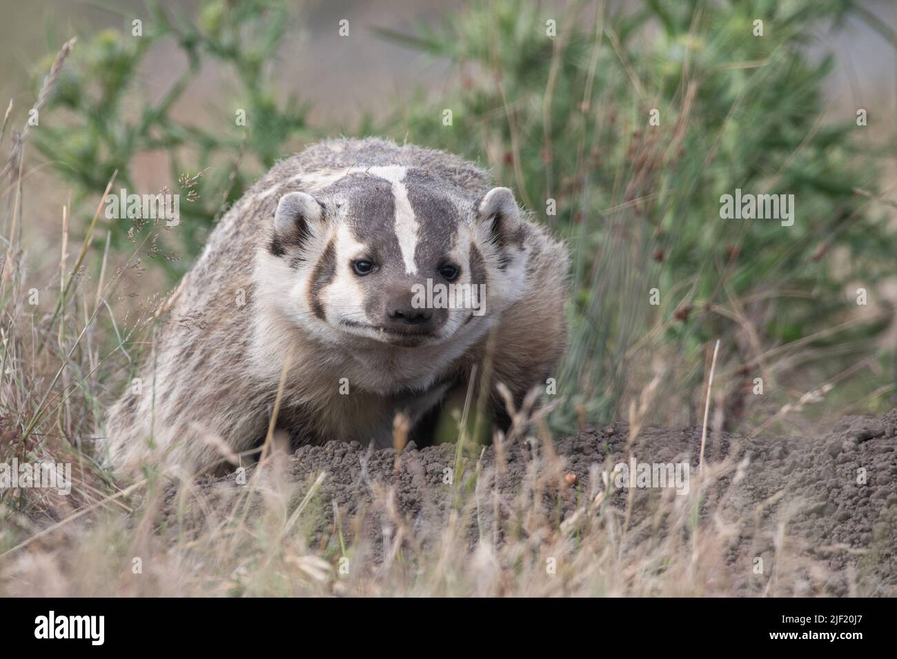 Ein amerikanischer Dachs (Taxidea Taxus) an Point Reyes nationaler Küste in Marin County, Kalifornien, USA. Stockfoto