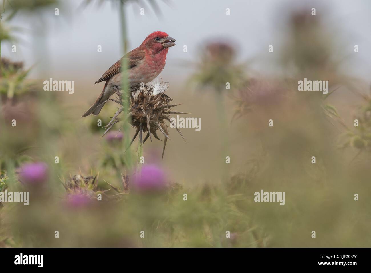 Ein Purpurfink (Haemorhous pureus), der auf Distelsamen in Point Reyes National Seashore in Kalifornien thront und diese frisst. Stockfoto