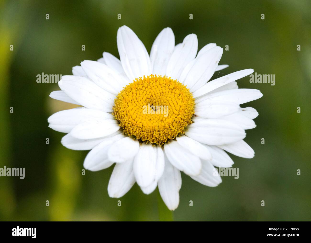 Großer englischer Gänseblümchenkopf, Bellis perennis, auf einem verschwommenen, grünen Hintergrund im Frühjahr oder Sommer, Lancaster, Pennsylvania Stockfoto