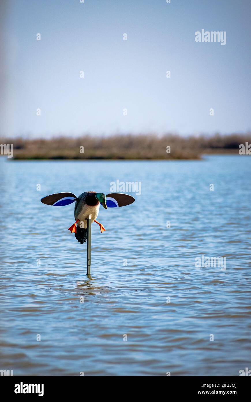 Ein Entenköder mit motorisch drehenden Flügeln auf dem Feld. Stockfoto
